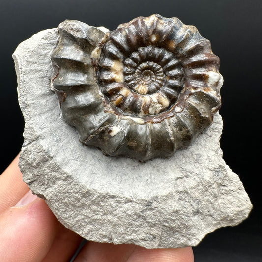 Androgynoceras maculatum ammonite fossil with box and stand - Whitby, North Yorkshire Jurassic Coast Yorkshire Fossils