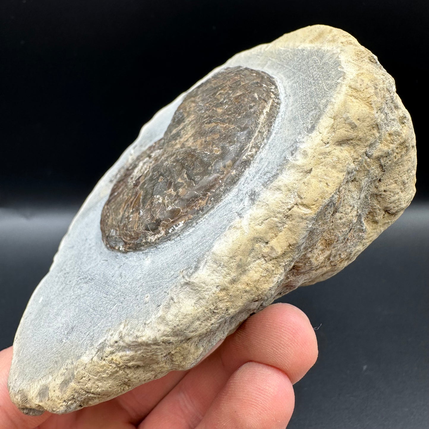 Pseudolioceras lythense Ammonite fossil with box and stand - Whitby, North Yorkshire, Yorkshire Fossils on the Jurassic Coast