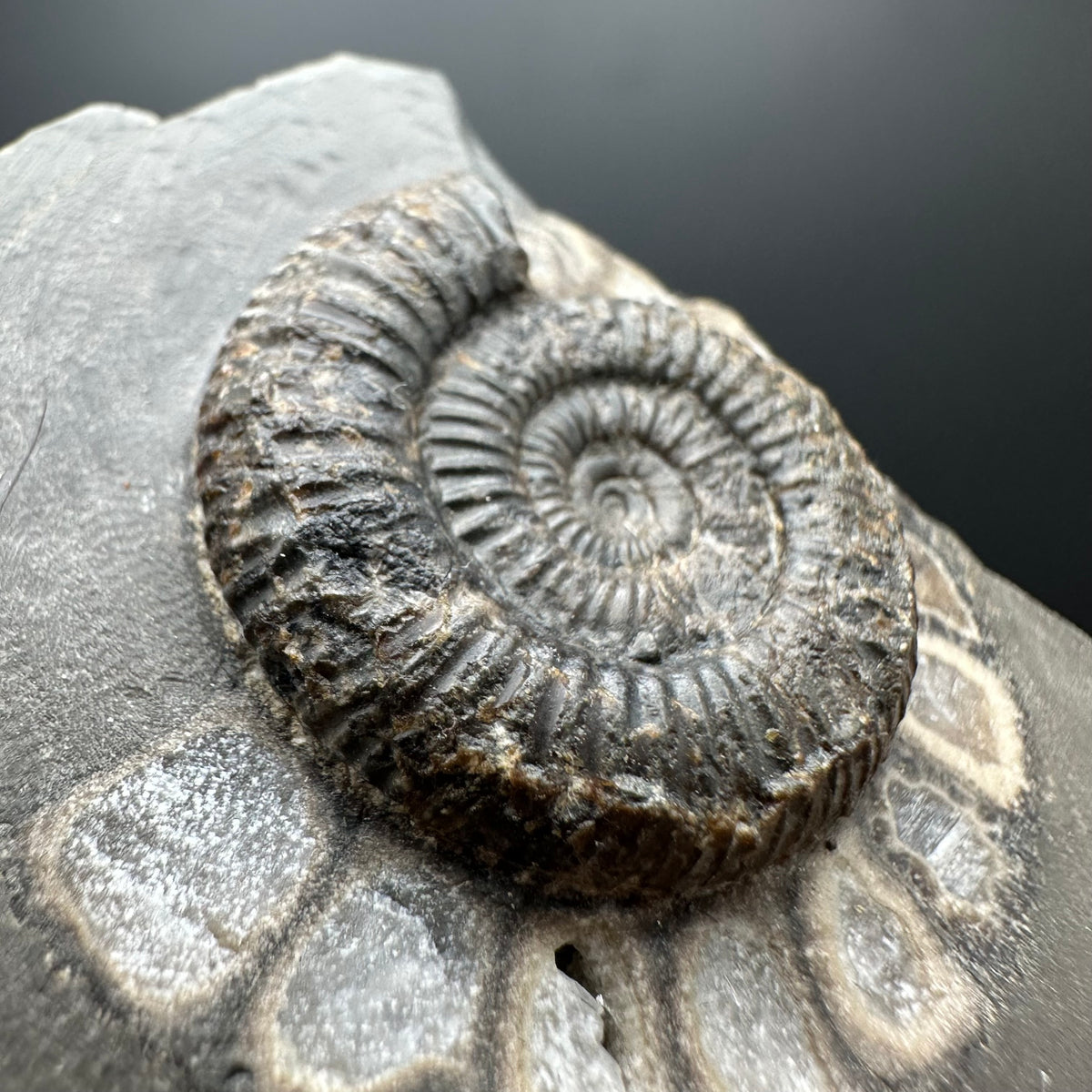 Dactylioceras Ammonite Fossil With box and Stand - Whitby, North Yorkshire Jurassic Coast Yorkshire Fossils