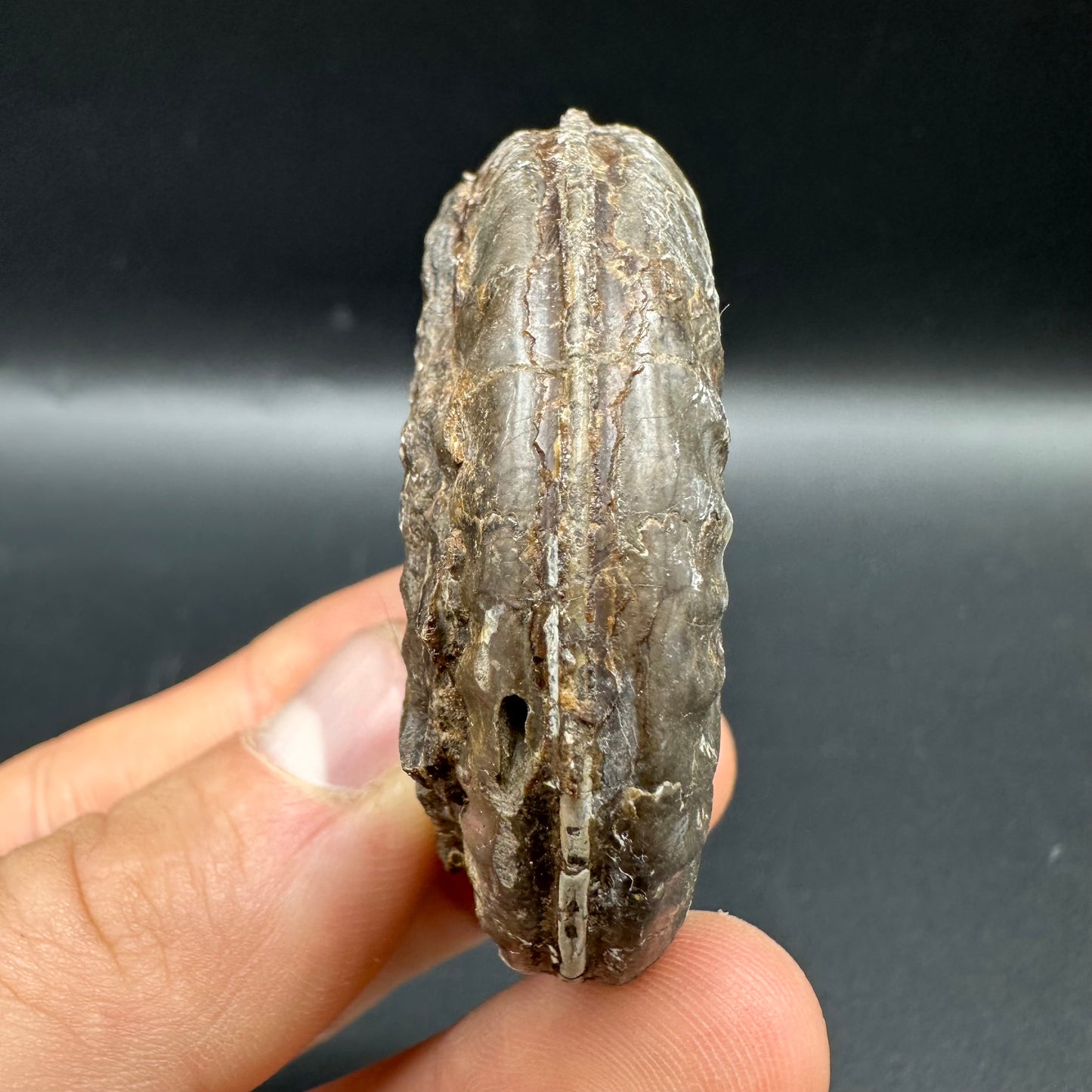 Hildoceras lusitanicum Ammonite fossil with box and stand - Whitby, North Yorkshire, Jurassic Coast, Yorkshire Fossils from the Jurassic Coast