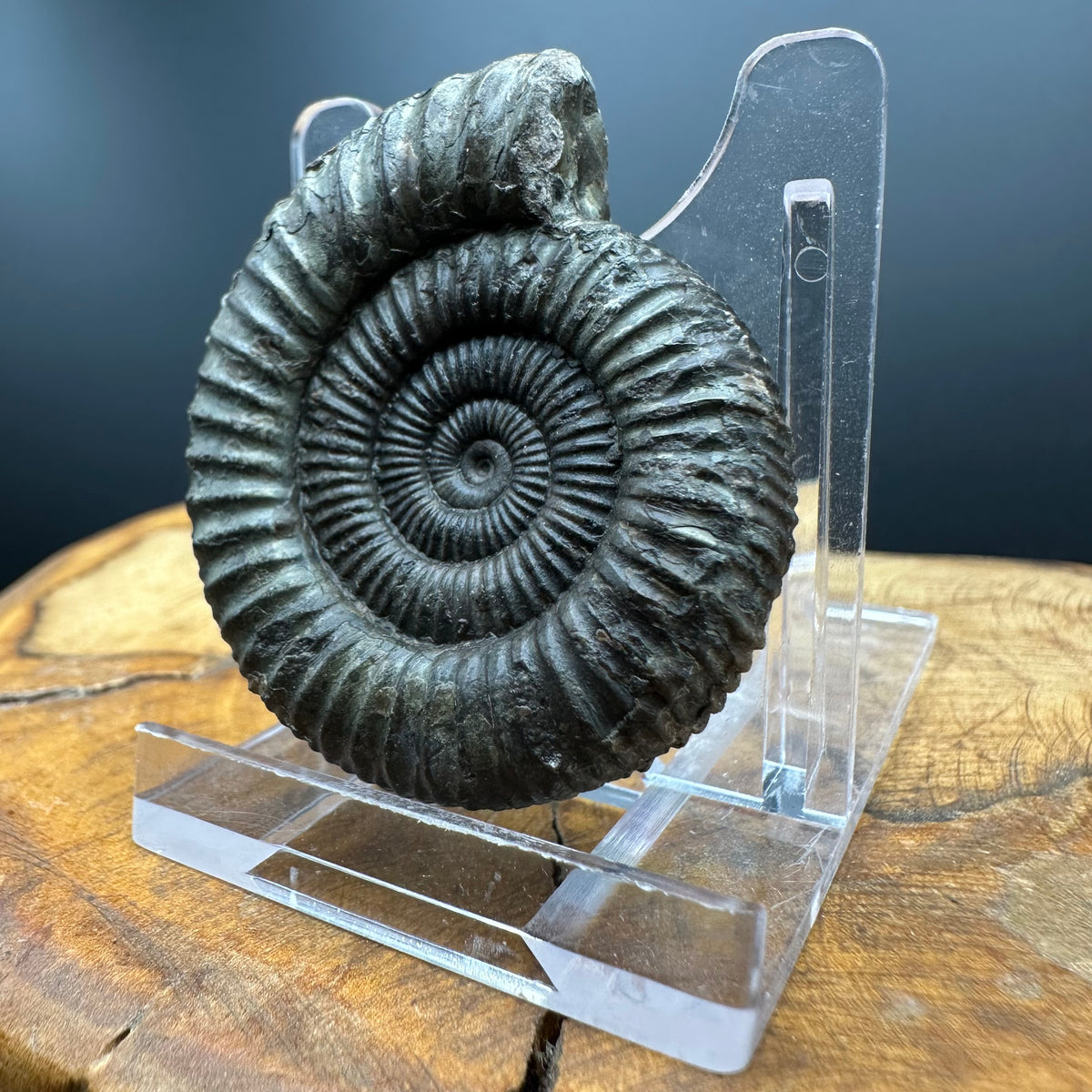 Dactylioceras Ammonite Fossil With box and Stand - Whitby, North Yorkshire Jurassic Coast Yorkshire Fossils