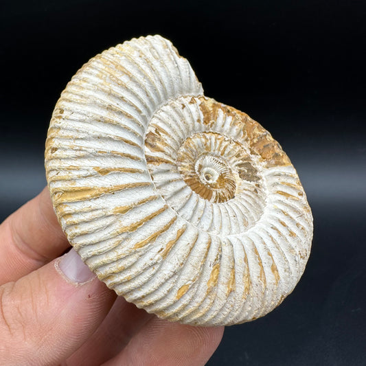 Dichotomosphinctes Ammonite Fossil With Box And Stand - Middle Jurassic Ammonite Madagascar