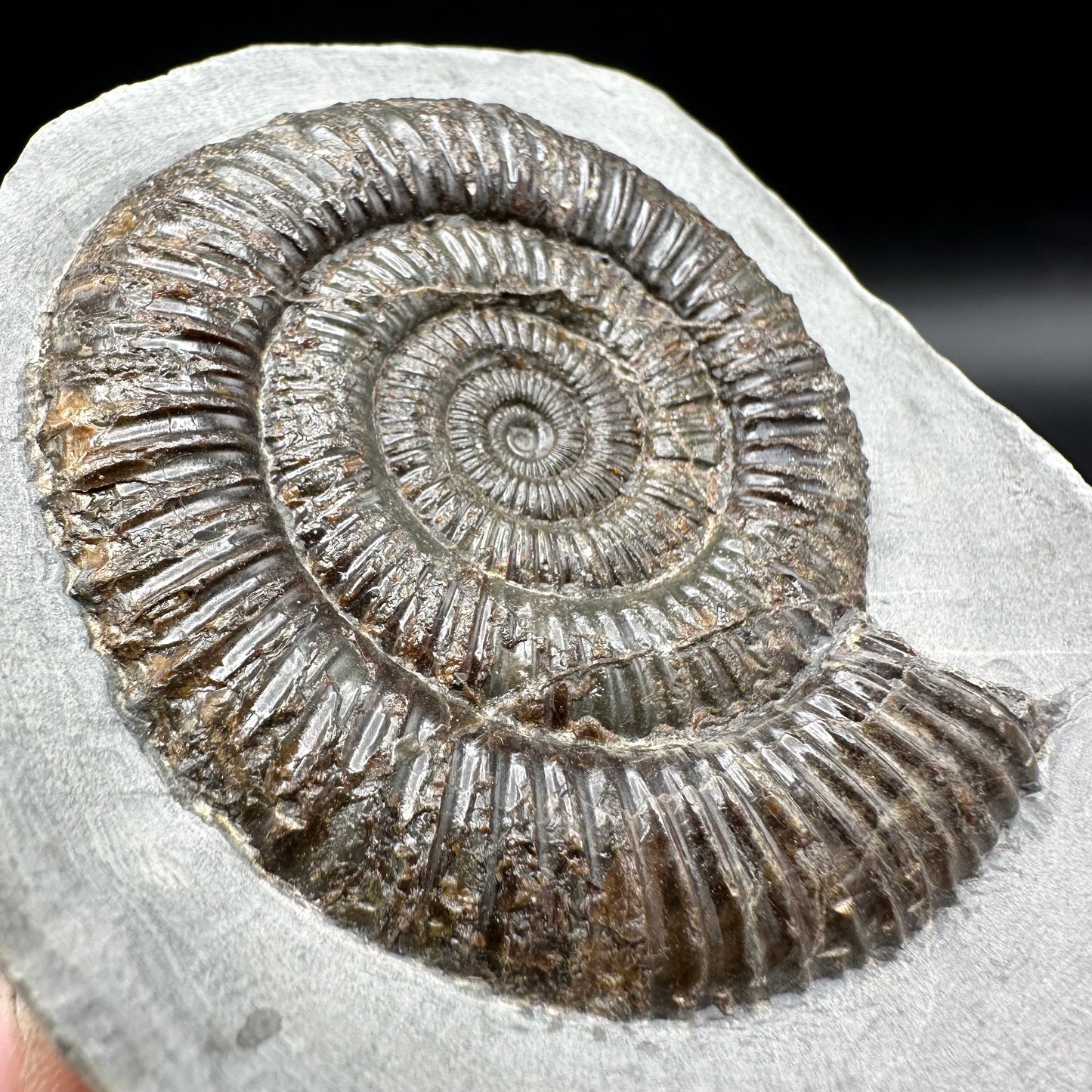 Dactylioceras Ammonite Fossil With Box And Stand - Whitby, North Yorkshire Jurassic Coast Yorkshire Fossils