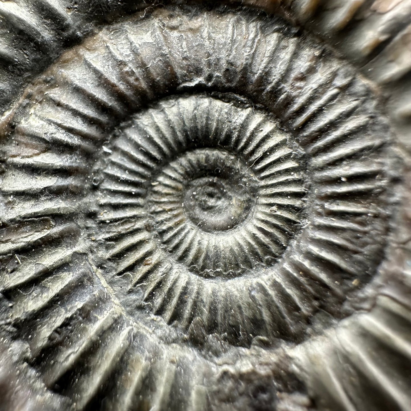 Dactylioceras Ammonite Fossil With Box And Stand - Whitby, North Yorkshire Jurassic Coast Yorkshire Fossils