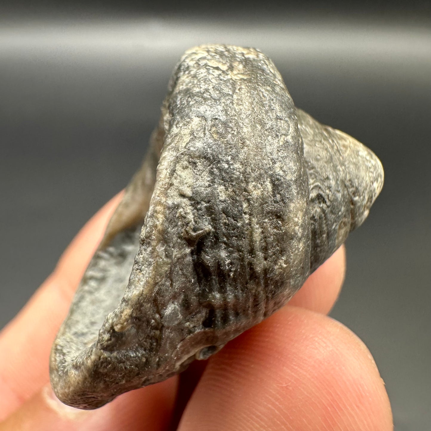 Gastropod Fossil Shell With Tin And Stand - Whitby, North Yorkshire, Jurassic Coast, Yorkshire Fossils