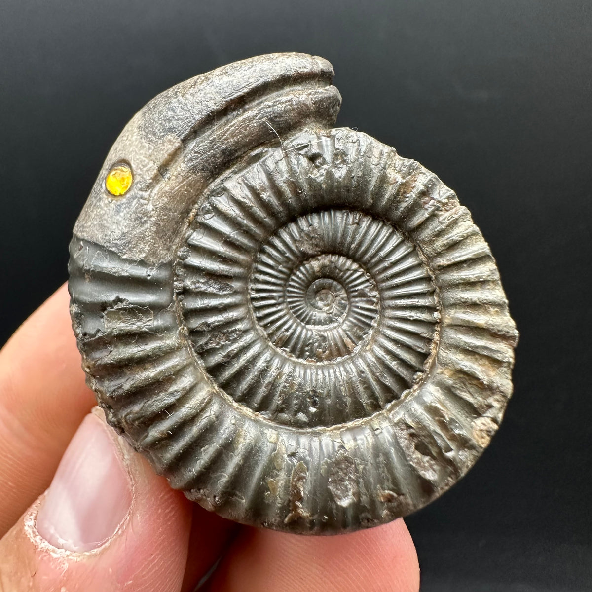 Snakestone Ammonite Fossil With Bag/Box And Stand - Whitby, North Yorkshire Jurassic Coast Yorkshire Fossils