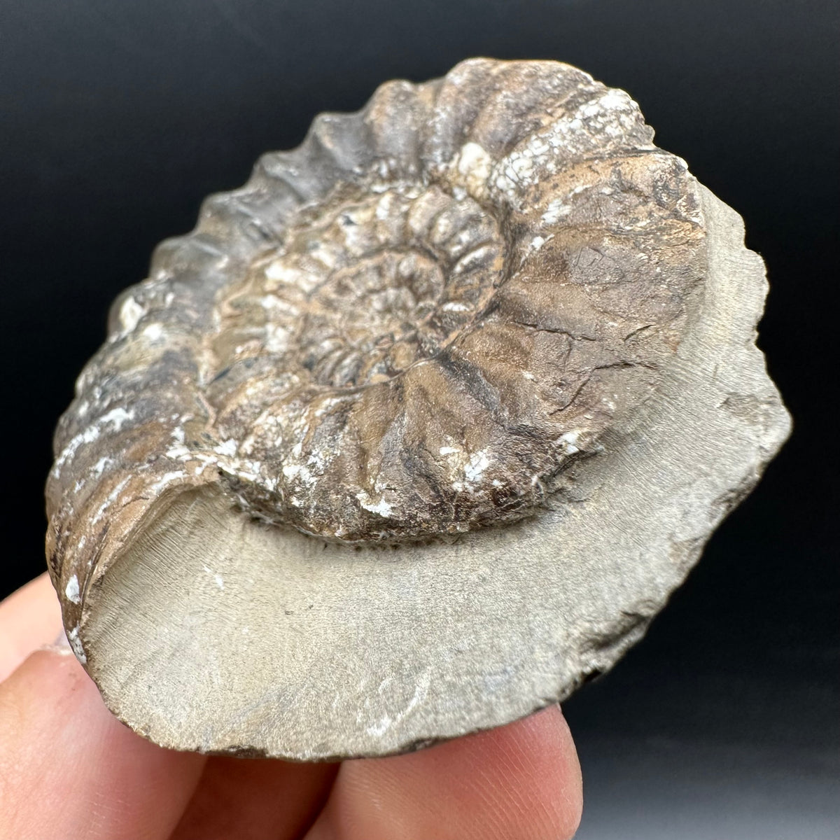 Androgynoceras maculatum ammonite fossil with box and stand - Whitby, North Yorkshire Jurassic Coast Yorkshire Fossils