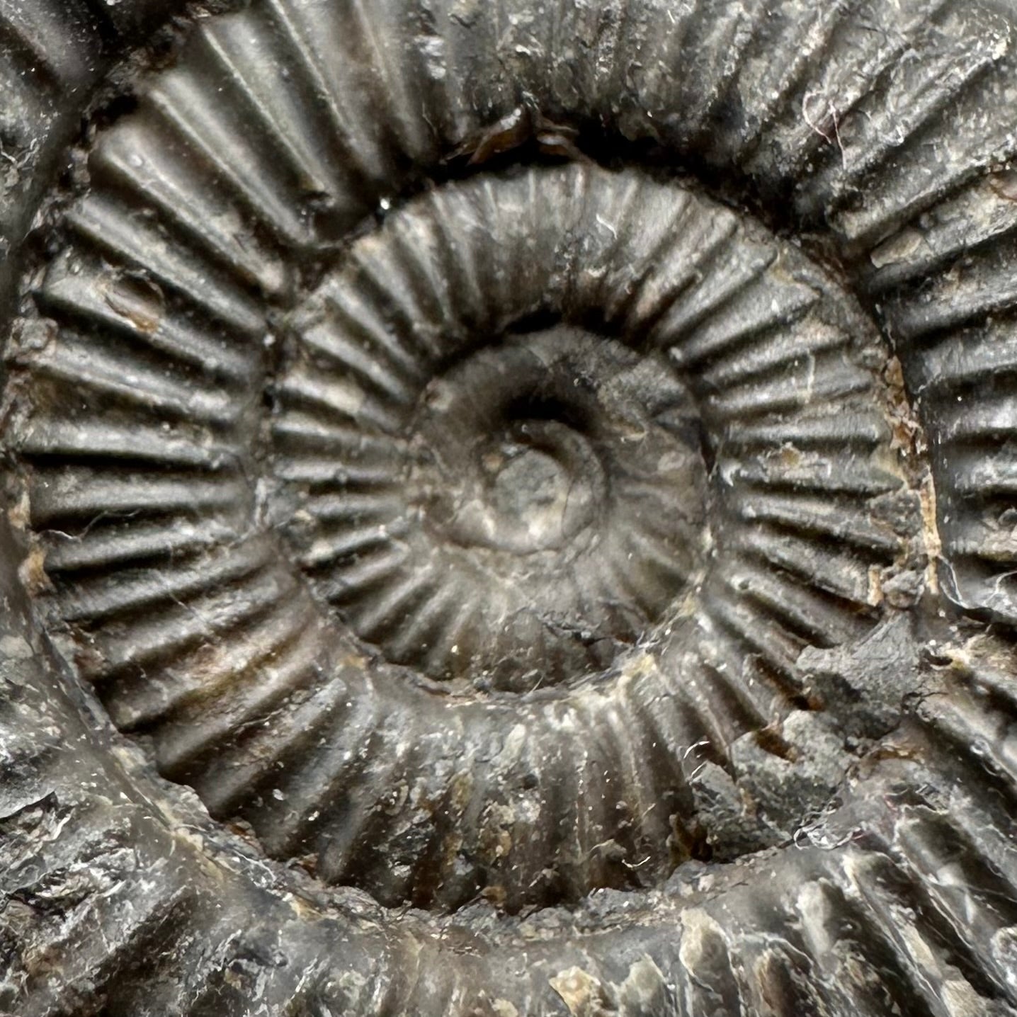 Dactylioceras Ammonite Fossil With Box And Stand - Whitby, North Yorkshire Jurassic Coast Yorkshire Fossils
