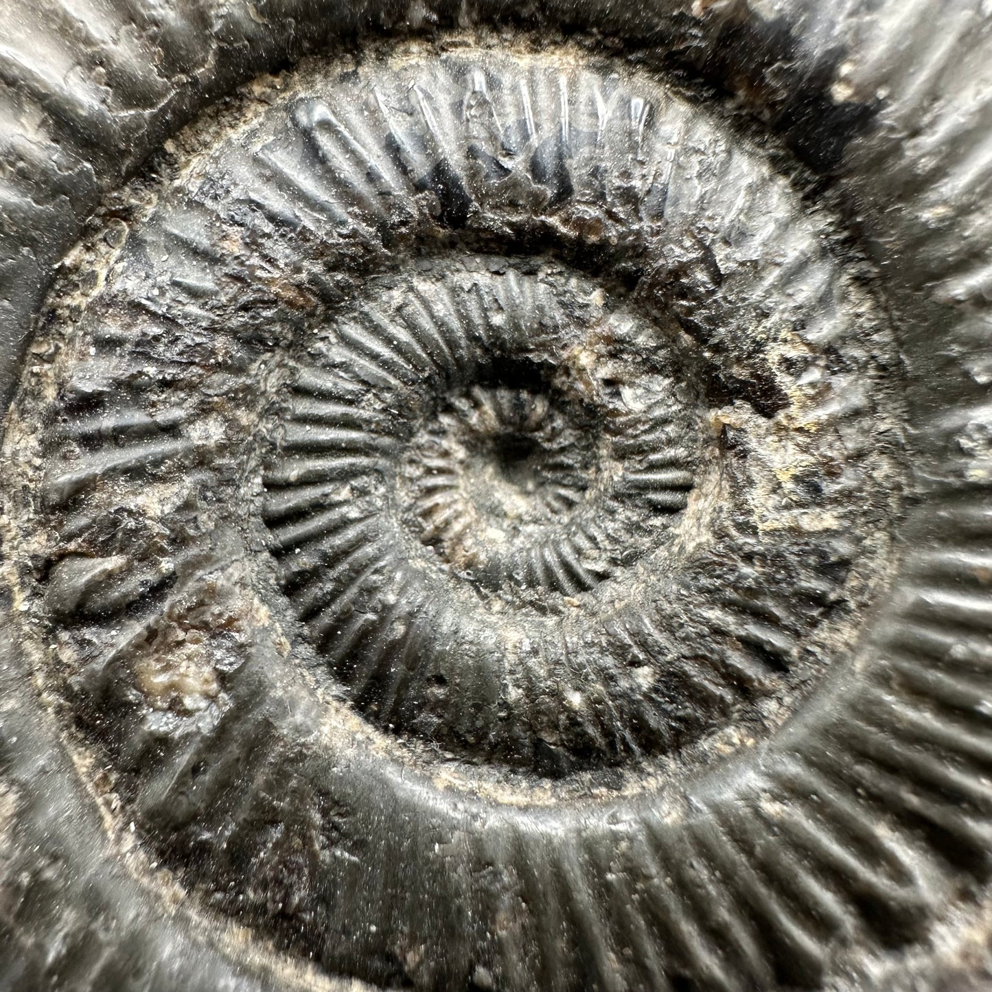 Peronoceras turriculatum Ammonite fossil with box and stand - Whitby, North Yorkshire Jurassic Coast, Yorkshire fossils