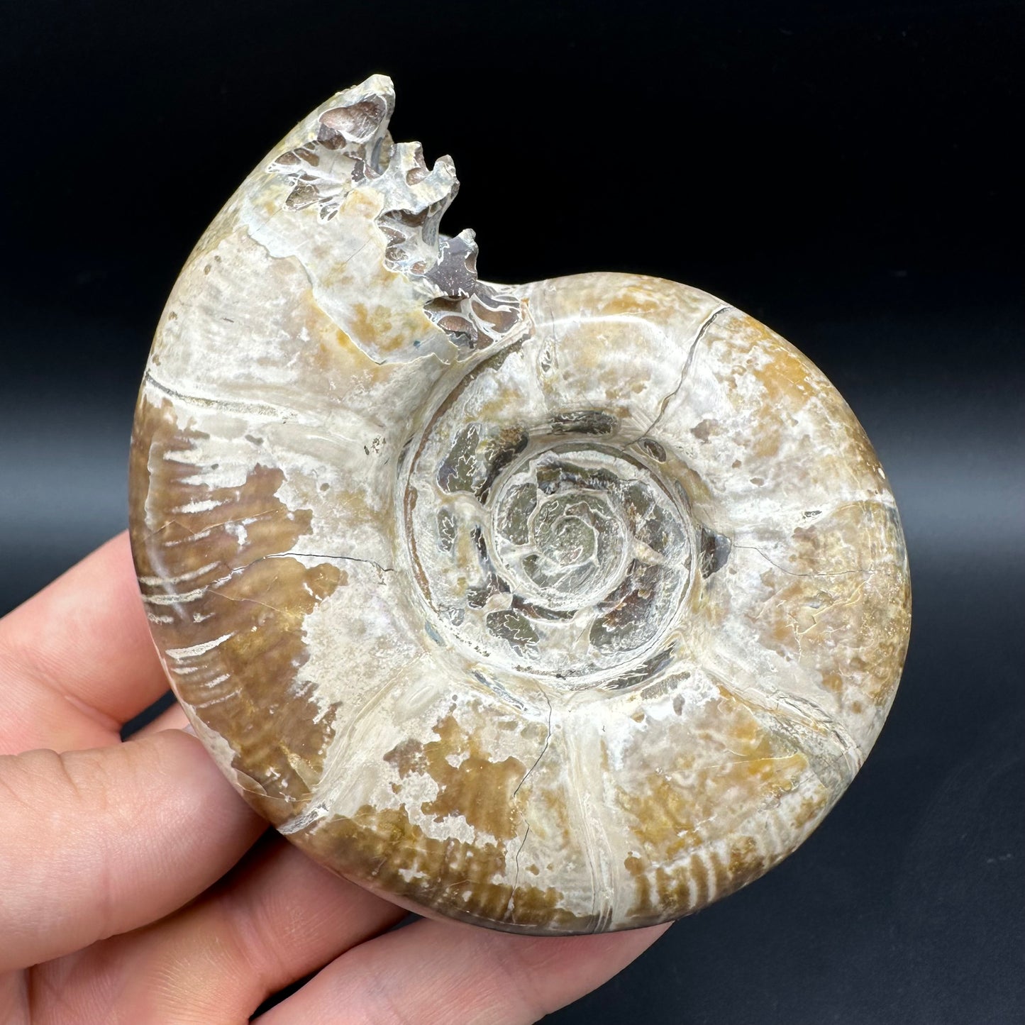 Puzosia Ammonite Fossil With Box And Stand - Cretaceous Ammonite Madagascar