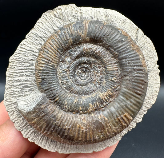 Dactylioceras tenuicostatum Ammonite fossil with box and stand - Whitby, North Yorkshire Jurassic Coast