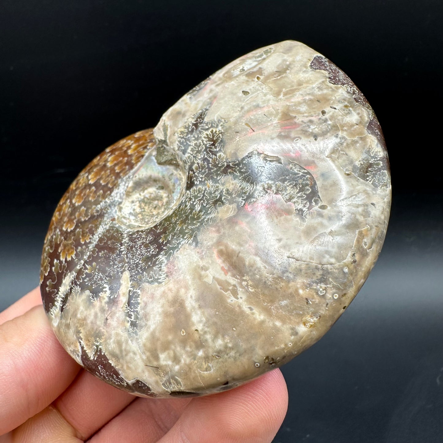 Cleoniceras Ammonite Fossil With Box And Stand - Cretaceous Ammonite Madagascar