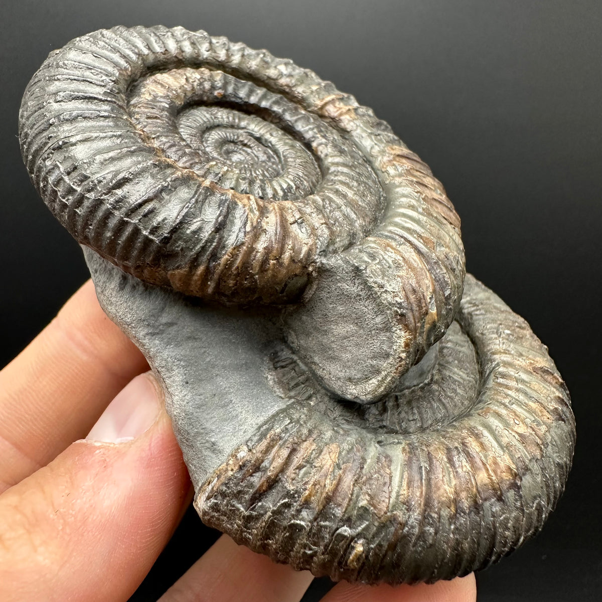 Dactylioceras Ammonite Fossil With Stand - Whitby, North Yorkshire Jurassic Coast Yorkshire Fossils