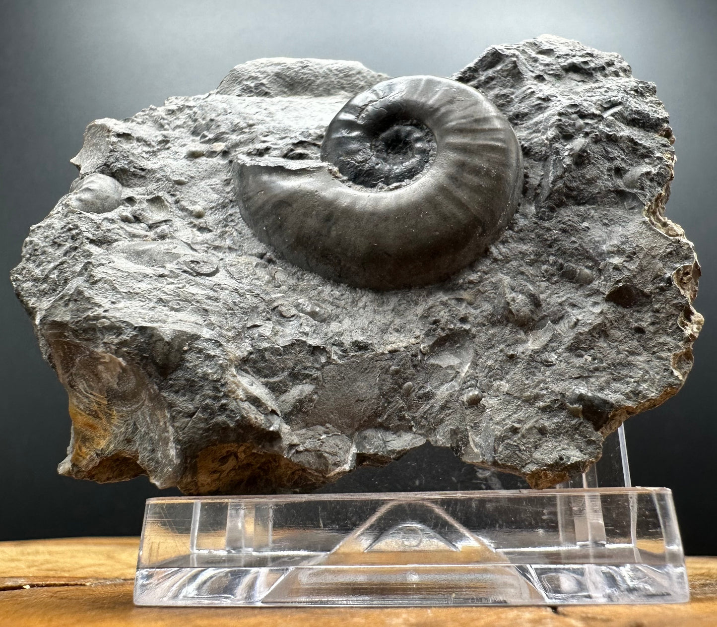 Agassiceras sp. ammonite fossil with box and stand - Whitby, North Yorkshire Jurassic Coast Yorkshire Fossils