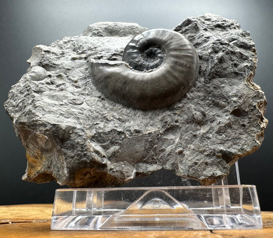 Agassiceras sp. ammonite fossil with box and stand - Whitby, North Yorkshire Jurassic Coast Yorkshire Fossils