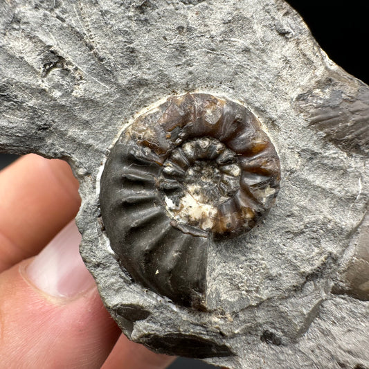 Amaltheus subnodosus Ammonite fossil with box and stand - Whitby, North Yorkshire Jurassic Coast Yorkshire Fossils