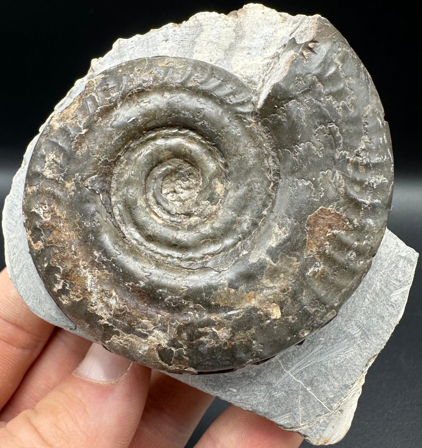 Hildoceras Bifrons Ammonite fossil with box and stand - Whitby, North Yorkshire Jurassic Coast, Yorkshire Fossils from the Jurassic Coast