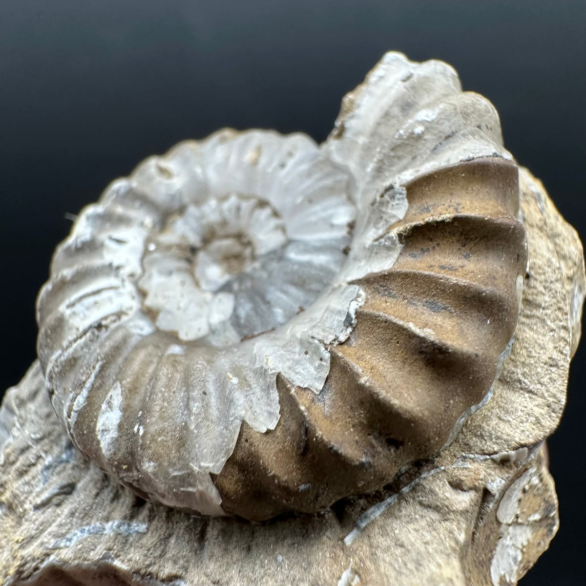 Androgynoceras capricornus Ammonite Fossil With Stand - Whitby, North Yorkshire Jurassic Coast Yorkshire Fossils