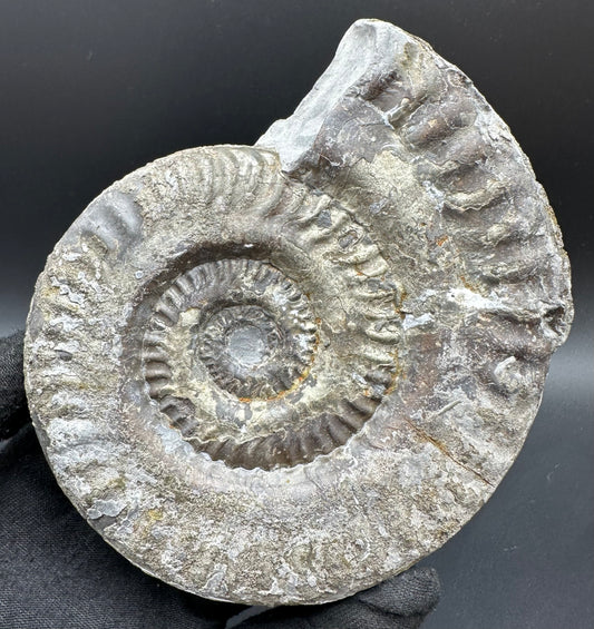 Golden Hildoceras lusitanicum Ammonite fossil with stand - Whitby, North Yorkshire, Jurassic Coast, Yorkshire Fossils from the Jurassic Coast