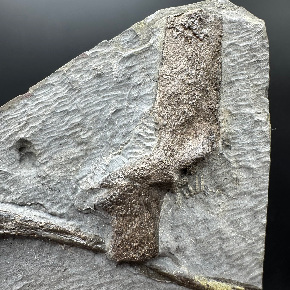 Ichthyosaur Vertebrae fossil / ribs with box and stand - Whitby, North Yorkshire Jurassic Coast, Yorkshire fossils found on the Jurassic Coast