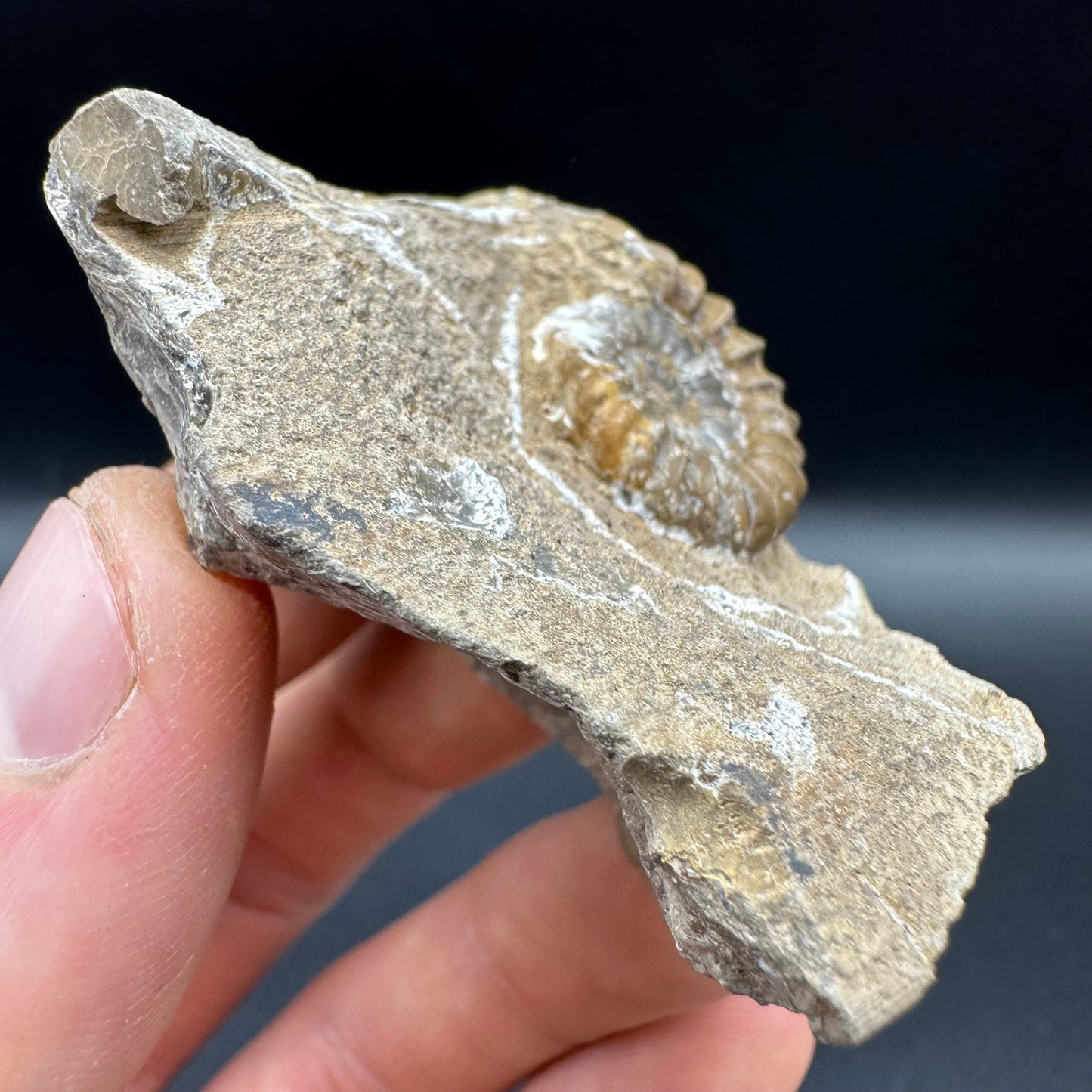 Androgynoceras capricornus Ammonite fossil with box and stand - Whitby, North Yorkshire Jurassic Coast Yorkshire Fossils