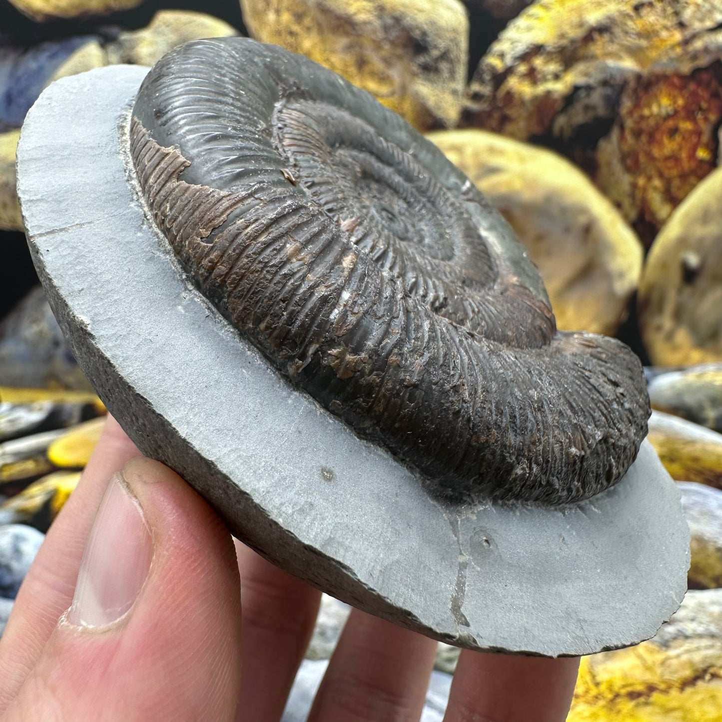 Dactylioceras tenuicostatum ammonite fossil - Whitby, North Yorkshire Jurassic Coast