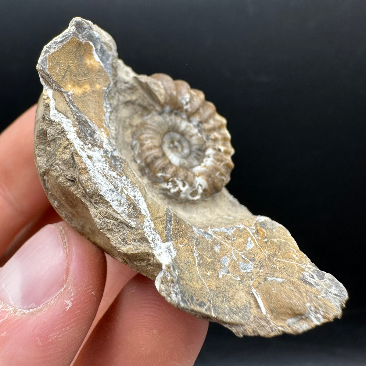 Androgynoceras capricornus Ammonite Fossil With Stand - Whitby, North Yorkshire Jurassic Coast Yorkshire Fossils