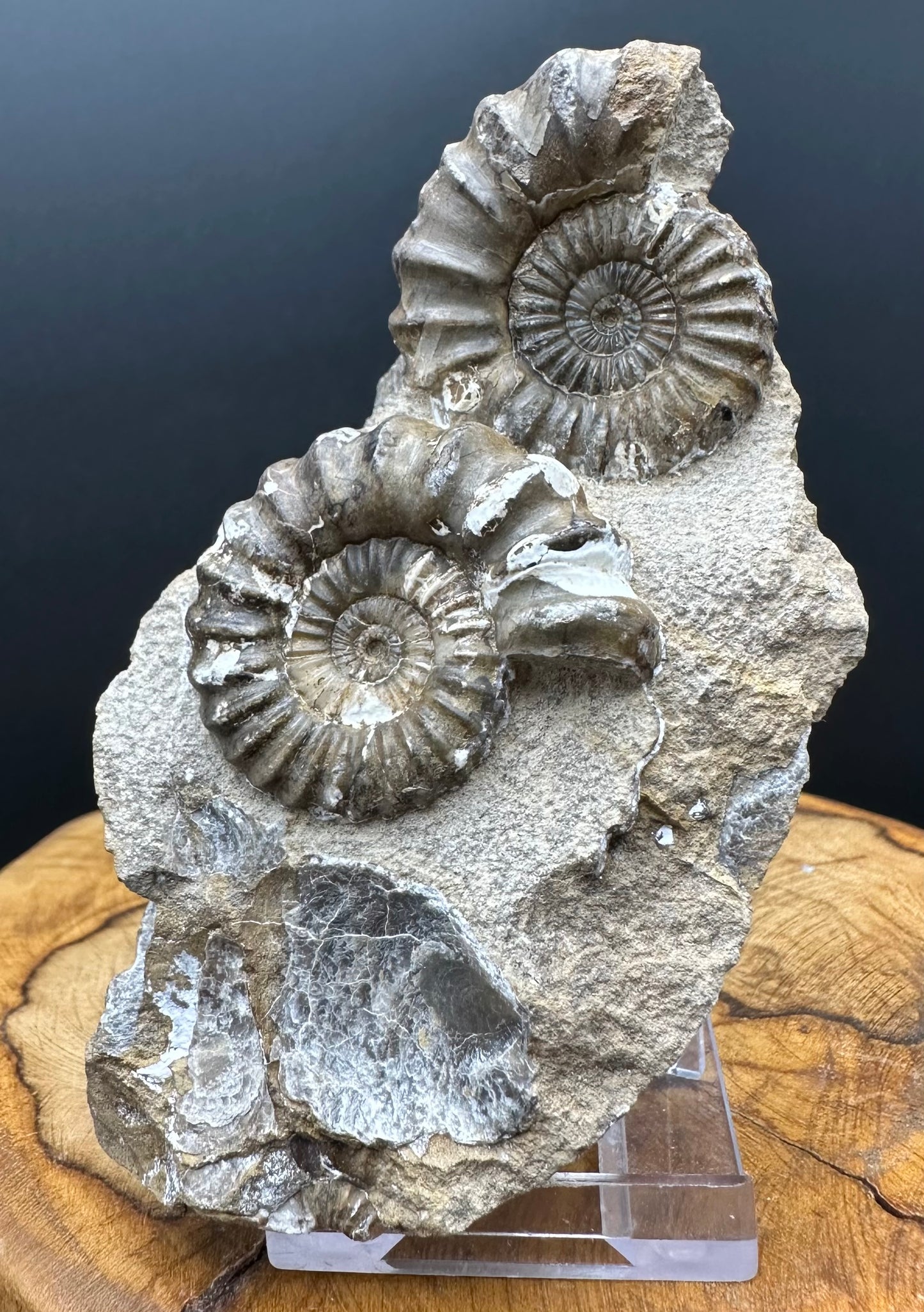 Androgynoceras capricornus Ammonite Fossil With Box And Stand - Whitby, North Yorkshire Jurassic Coast Yorkshire Fossils