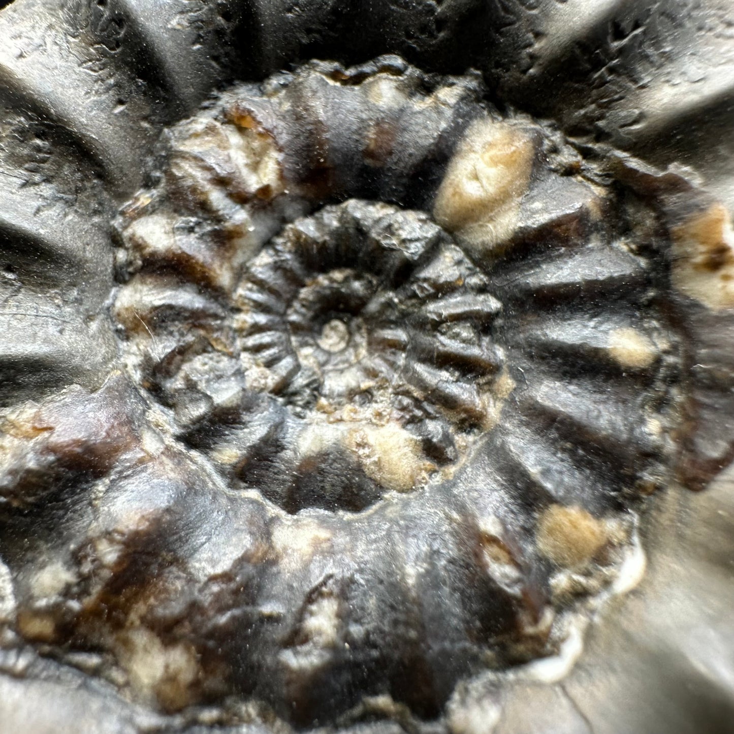 Androgynoceras maculatum ammonite fossil with gift box and stand - Whitby, North Yorkshire Jurassic Coast Yorkshire Fossils