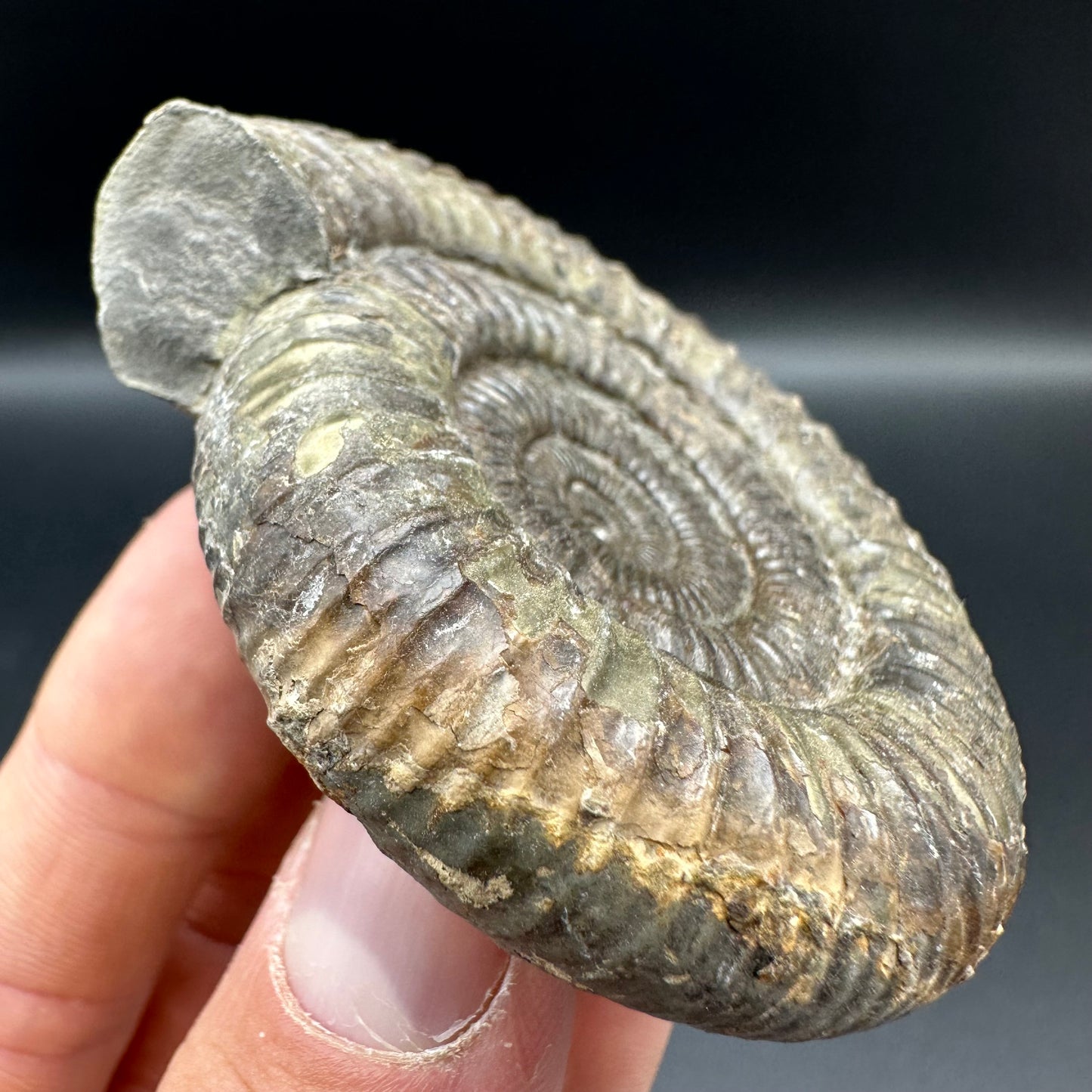 Dactylioceras Ammonite Fossil With Box And Stand - Whitby, North Yorkshire Jurassic Coast Yorkshire Fossils