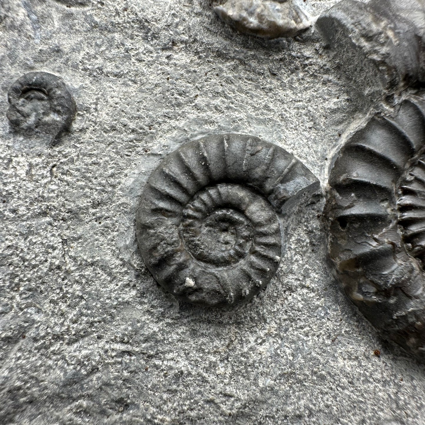 Arnioceras ammonite shell fossil with box and stand - Whitby, North Yorkshire Jurassic Coast Yorkshire Fossils