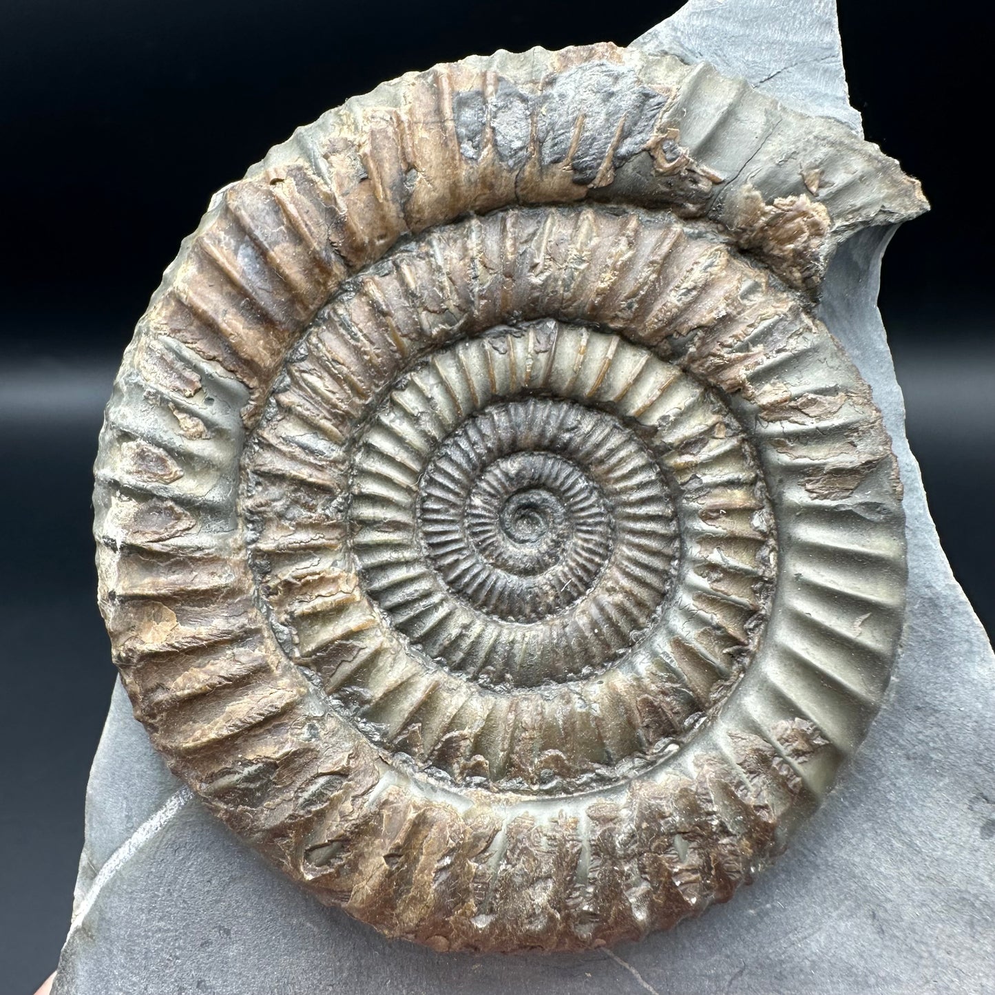 Dactylioceras Ammonite Fossil - Whitby, North Yorkshire Jurassic Coast Yorkshire Fossils