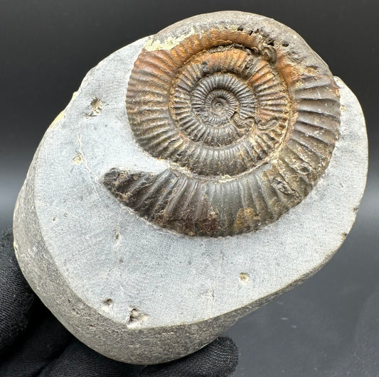 Dactylioceras Ammonite Fossil With Box And Stand - Whitby, North Yorkshire Jurassic Coast Yorkshire Fossils