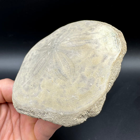 Echinoid (Sea Urchin) Fossil With Box And Stand - Indonesian Echinoid Fossil Indonesia