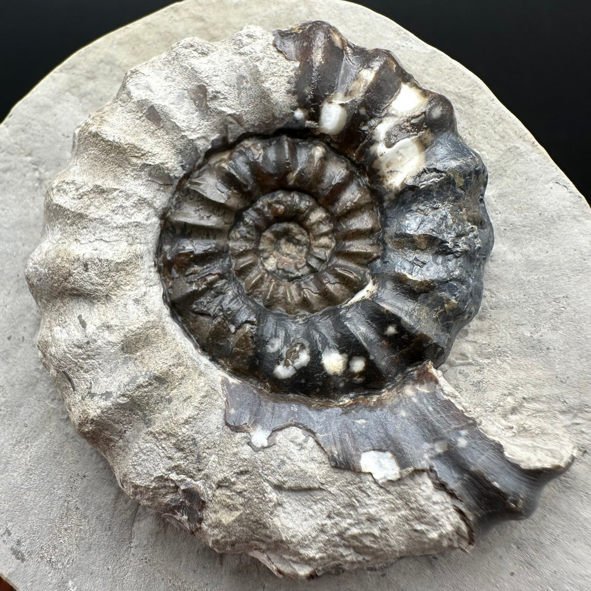Androgynoceras maculatum ammonite fossil with box and stand - Whitby, North Yorkshire Jurassic Coast Yorkshire Fossils