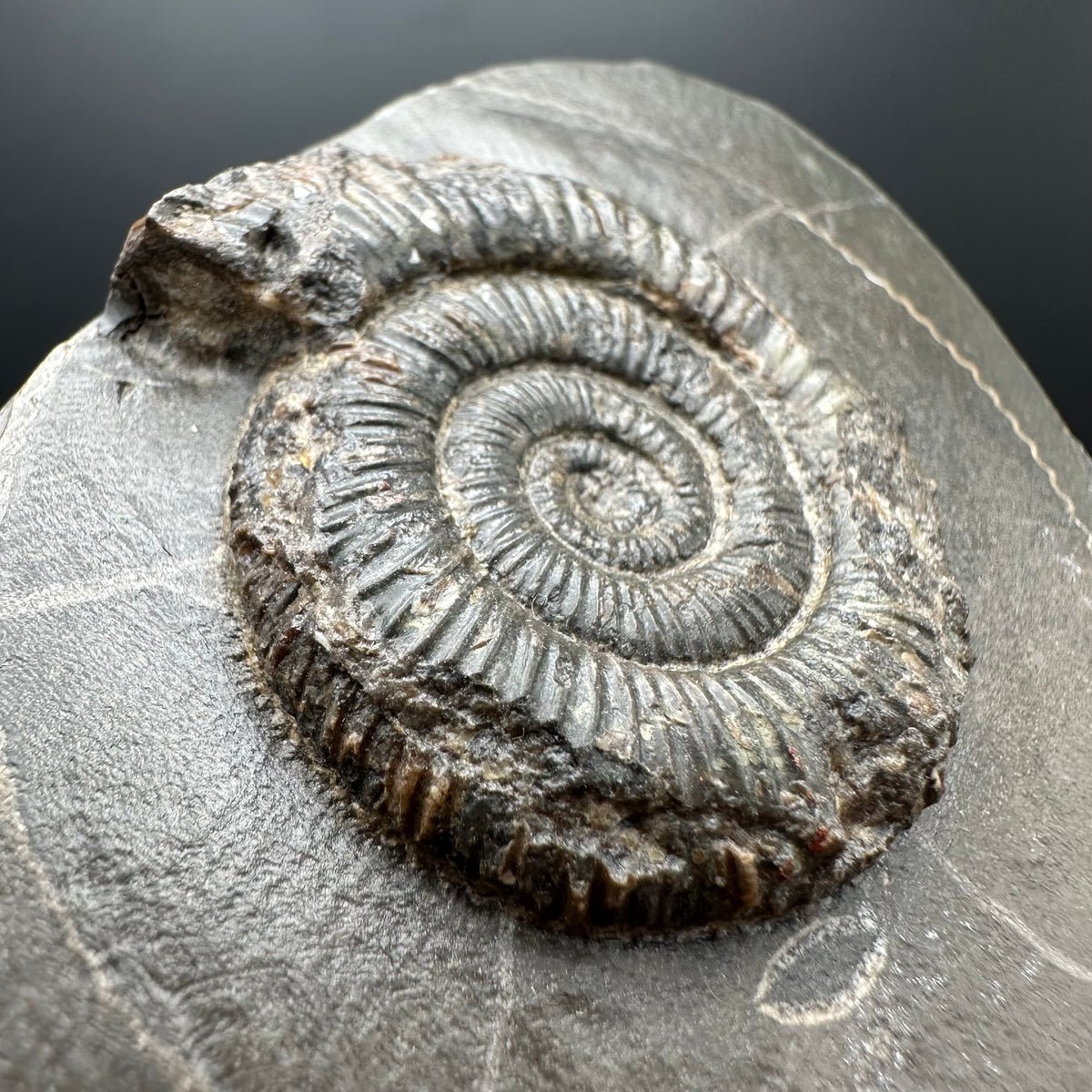 Dactylioceras Ammonite Fossil With box and Stand - Whitby, North Yorkshire Jurassic Coast Yorkshire Fossils