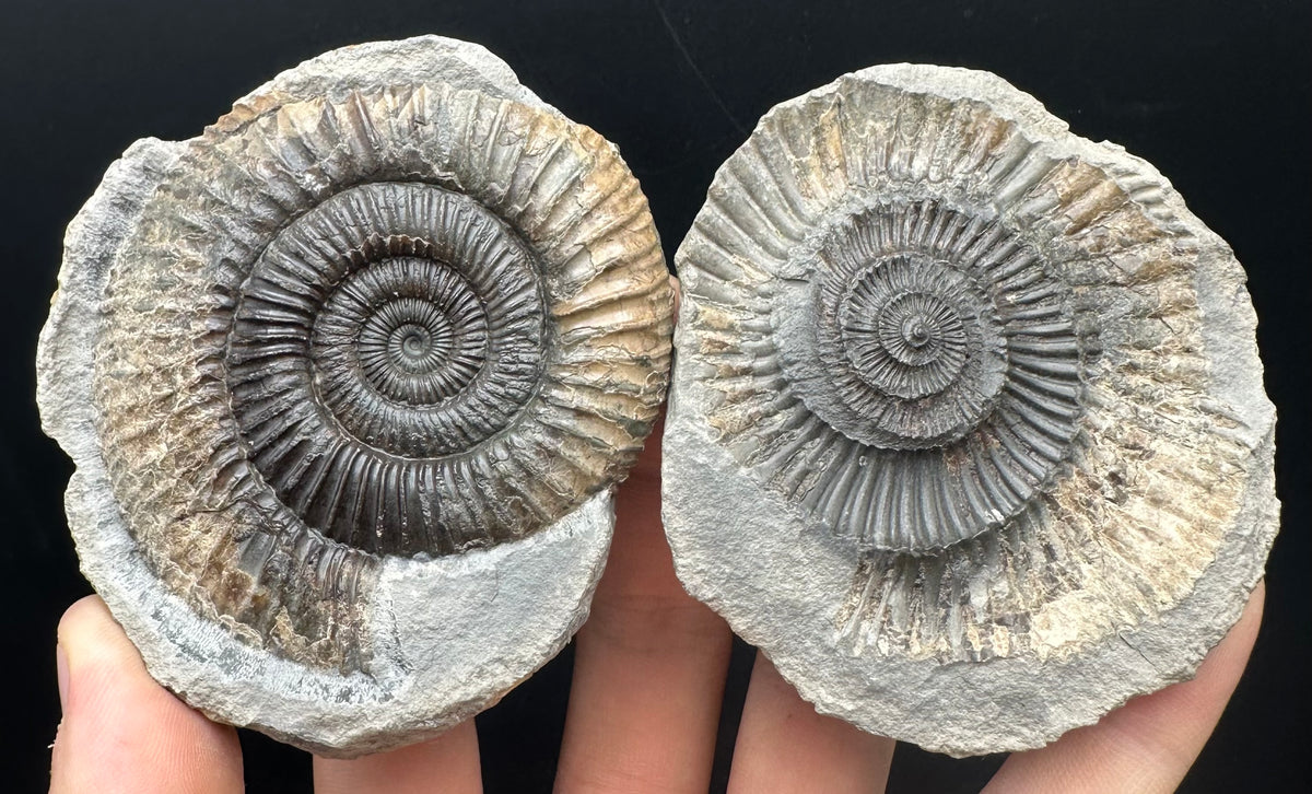 Dactylioceras Ammonite nodule (split pair) Fossil With Box And Stand - Whitby, North Yorkshire Jurassic Coast Yorkshire Fossils