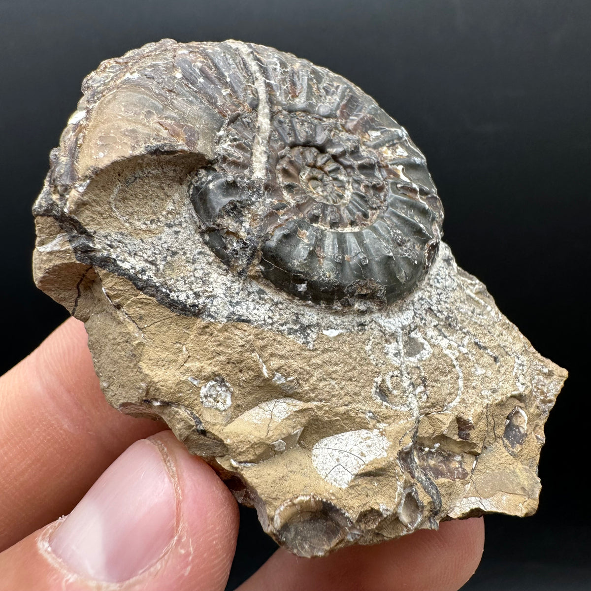 Amaltheus subnodosus Ammonite fossil with stand - Whitby, North Yorkshire Jurassic Coast Yorkshire Fossils