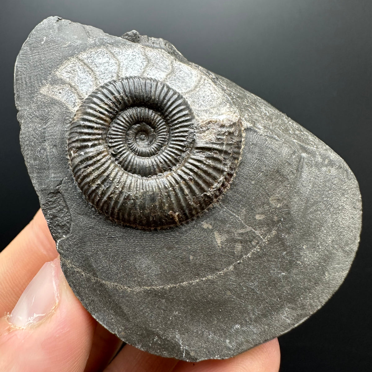 Dactylioceras Ammonite Fossil With box and Stand - Whitby, North Yorkshire Jurassic Coast Yorkshire Fossils