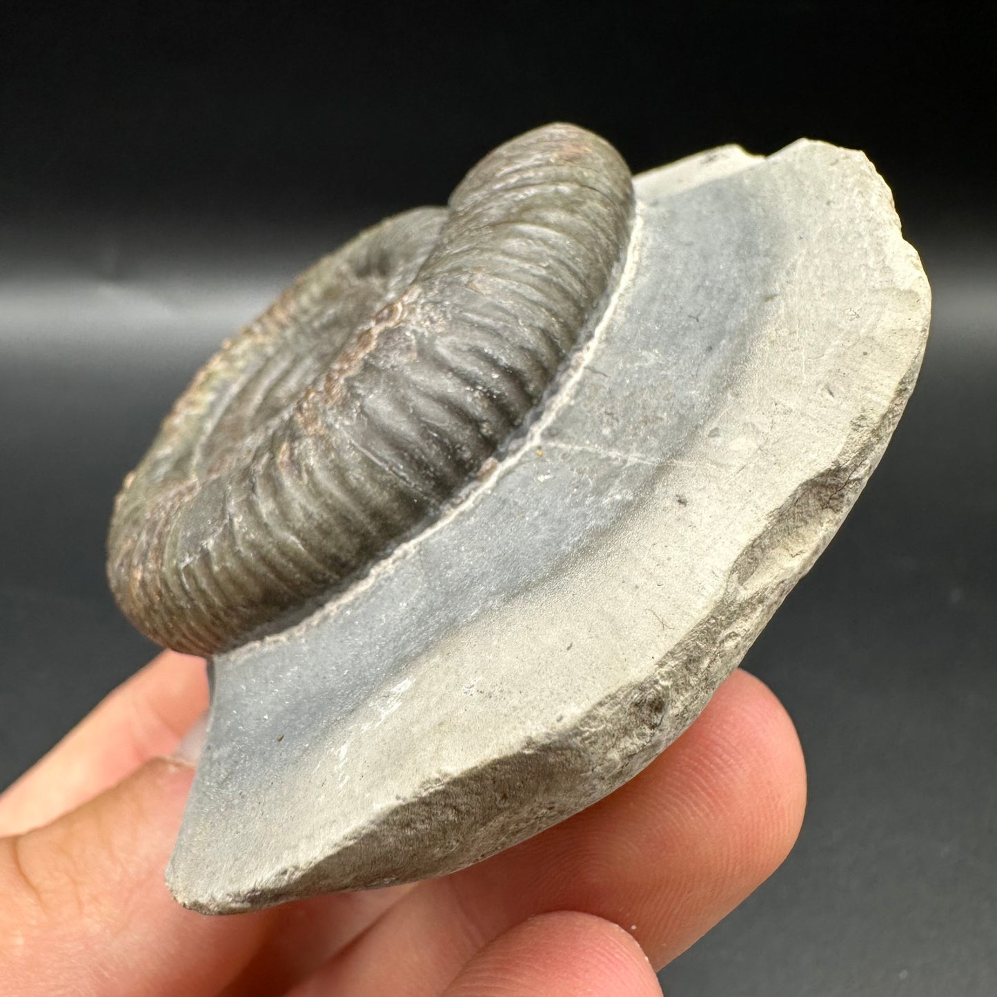 Dactylioceras Ammonite Fossil With Box And Stand - Whitby, North Yorkshire Jurassic Coast Yorkshire Fossils