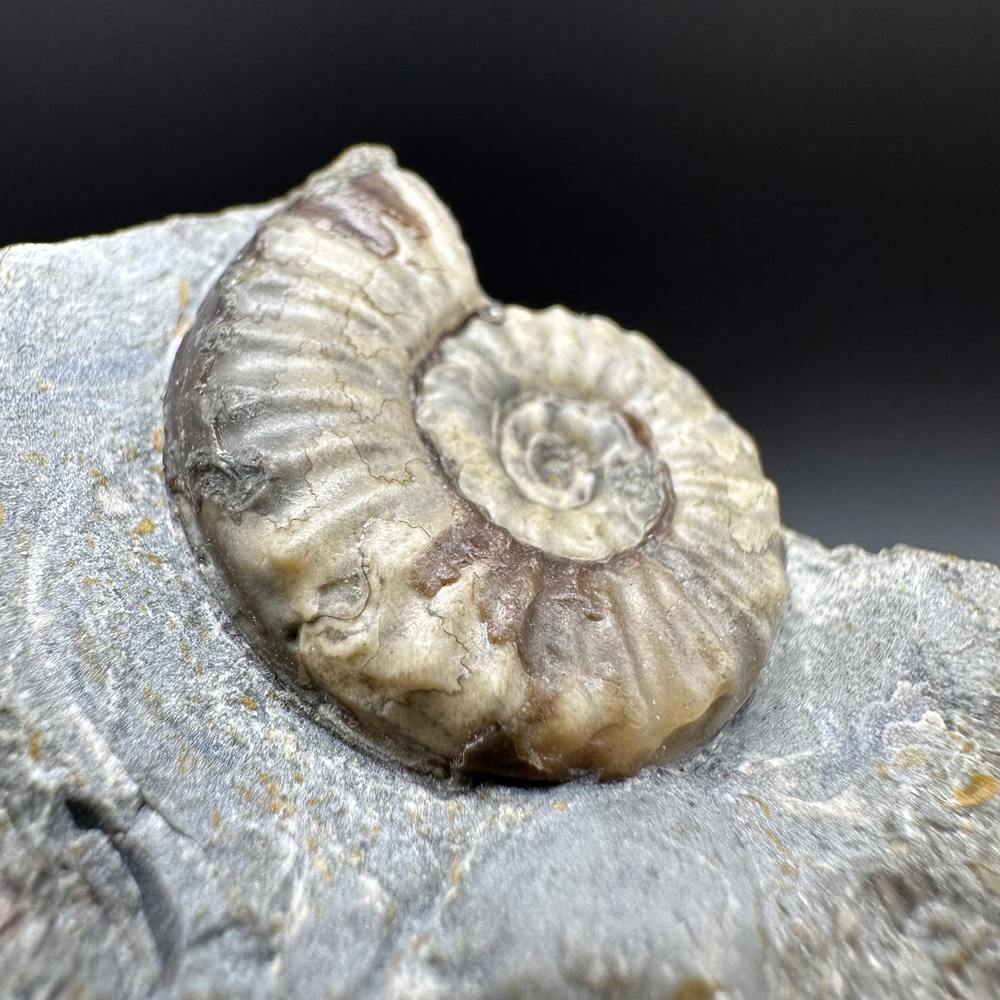 Eugassiceras Ammonite shell fossil with box and stand - Whitby, North Yorkshire Jurassic Coast Yorkshire Fossils