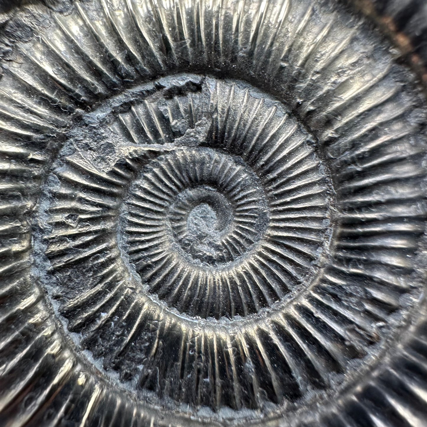 Hydra Snakestone Ammonite Fossil With Bag/Box And Stand - Whitby, North Yorkshire Jurassic Coast Yorkshire Fossils