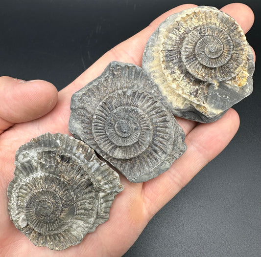 Dactylioceras imprint (negative) bundle ammonite shell fossil with box - Whitby, North Yorkshire, Yorkshire Fossils