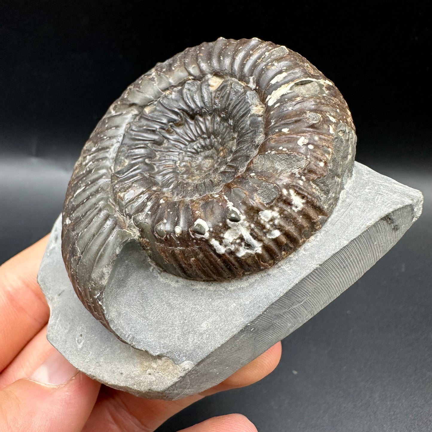 Peronoceras Sp. Ammonite fossil with box and stand - Whitby, North Yorkshire Jurassic Coast Yorkshire Fossils