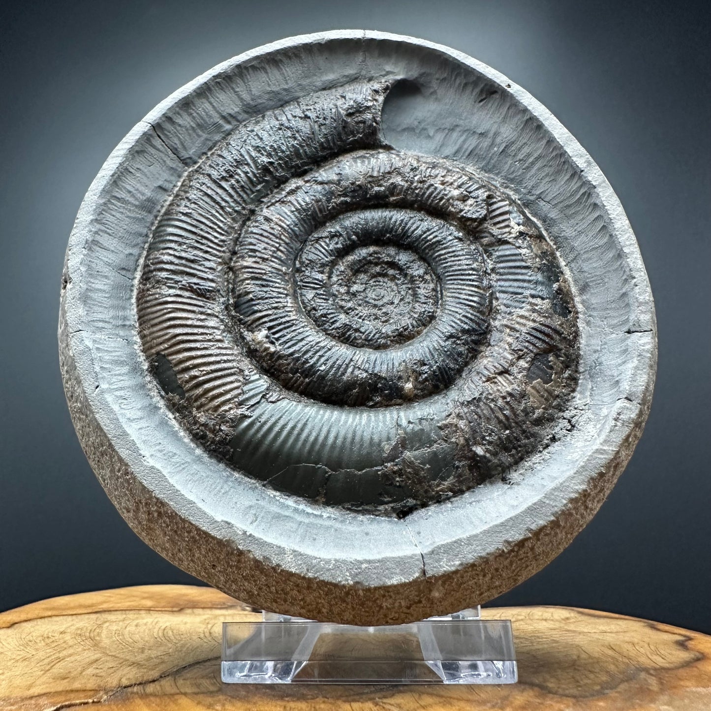Dactylioceras tenuicostatum Ammonite fossil with box and stand - Whitby, North Yorkshire Jurassic Coast