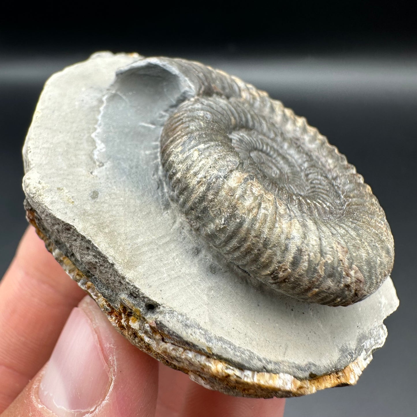 Dactylioceras Ammonite Fossil With Box And Stand - Whitby, North Yorkshire Jurassic Coast Yorkshire Fossils