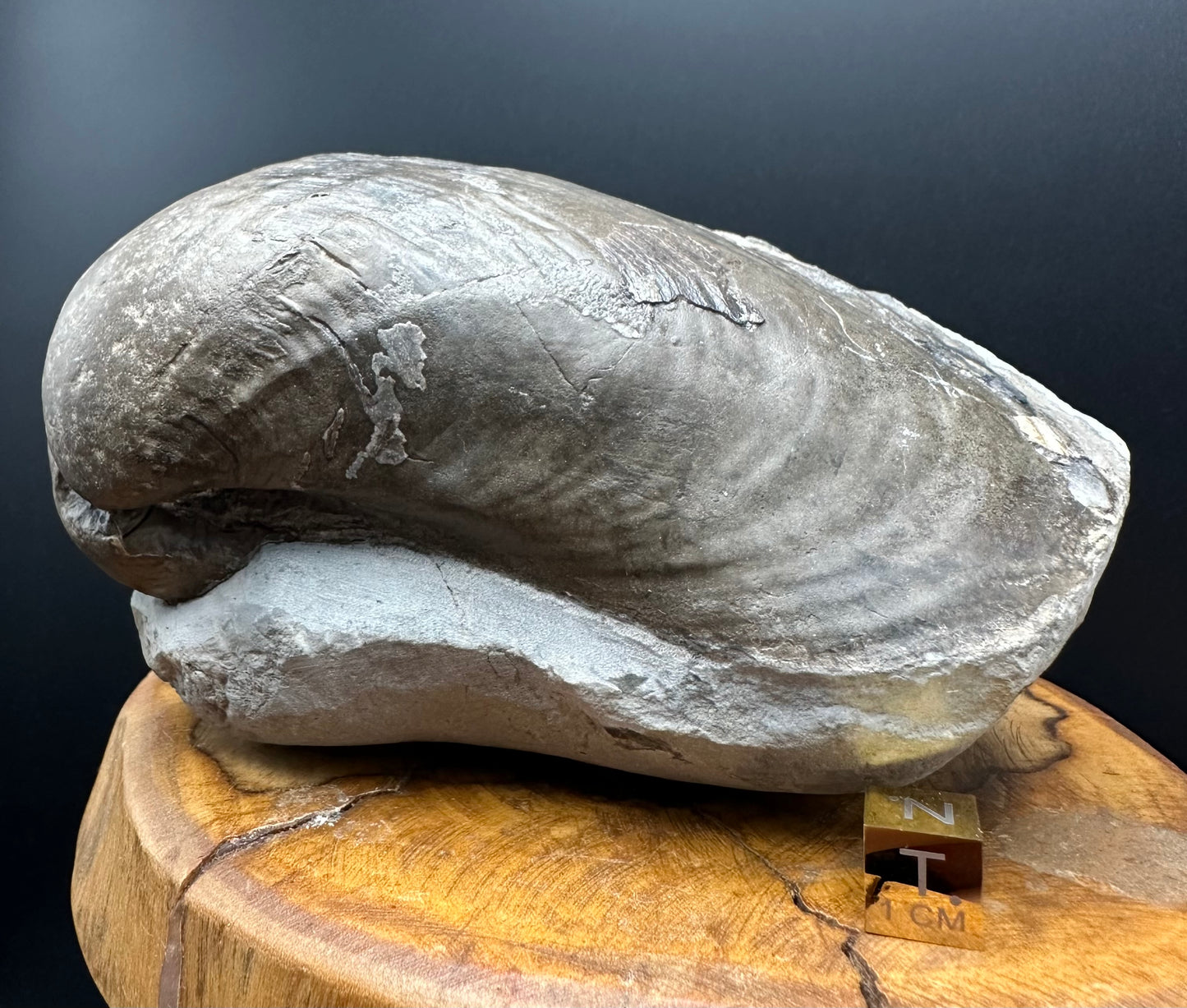 Shell fossil with stand - Whitby, North Yorkshire, Jurassic Coast, Yorkshire Fossils