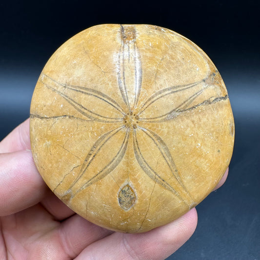 Holectypus Sea Urchin Fossil With Box And Stand - Middle Jurassic Madagascar