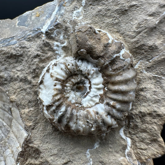 Androgynoceras capricornus Ammonite Fossil With Stand - Whitby, North Yorkshire Jurassic Coast Yorkshire Fossils