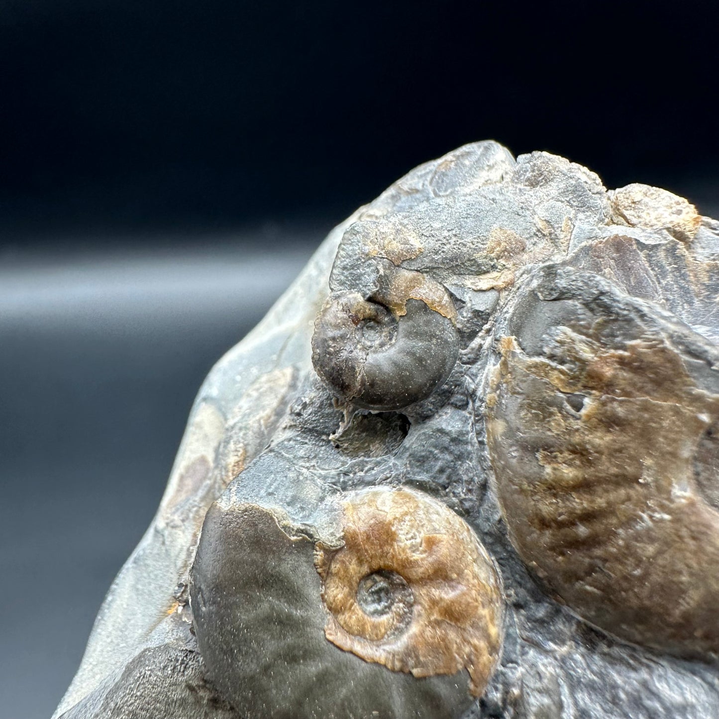 Eleganticeras Elegantulum ammonite fossil with box and stand - Whitby, North Yorkshire Jurassic Coast, Yorkshire Fossils